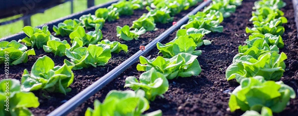 Fototapeta Vegetables in the plot. Mustard greens growing in the garden on an organic farm. Hydroponic vegetable farm grown in soil plots. Drip irrigation system.