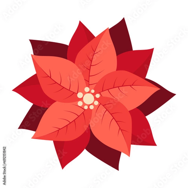 Fototapeta Red flower poinsettia. Traditional christmas decoration. Hand drawn vector illustration isolated on white background, flat cartoon style.