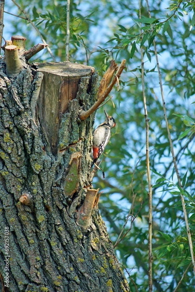 Obraz Woodpecker