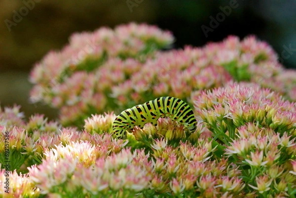 Obraz caterpillar on a flower