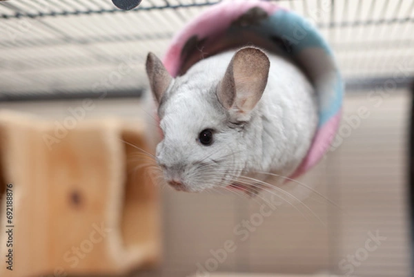 Fototapeta Cute Chinchilla