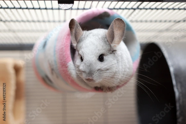 Obraz Cute Chinchilla