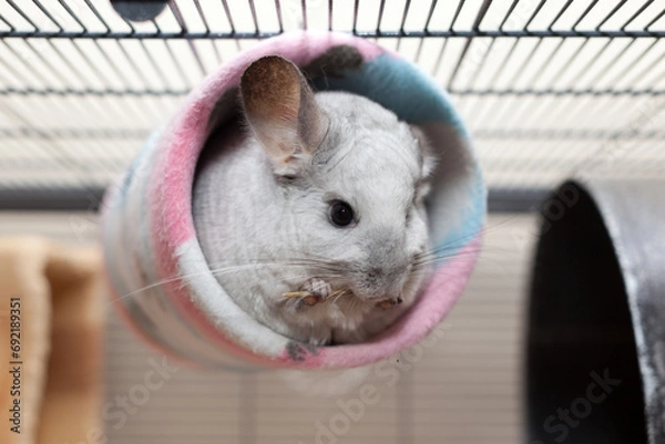 Obraz Cute Chinchilla
