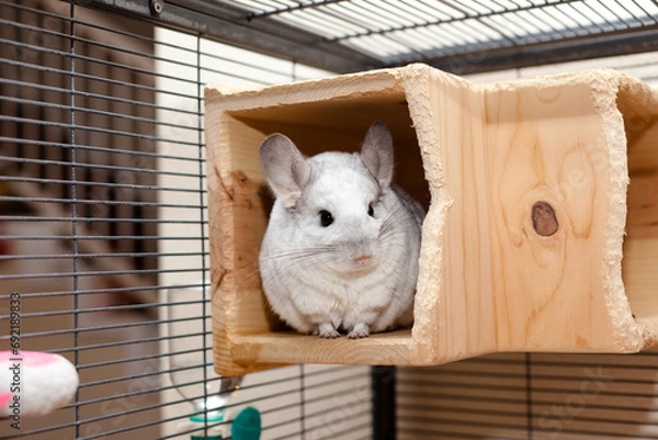 Obraz Cute Chinchilla