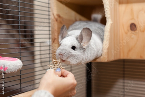 Obraz Cute Chinchilla