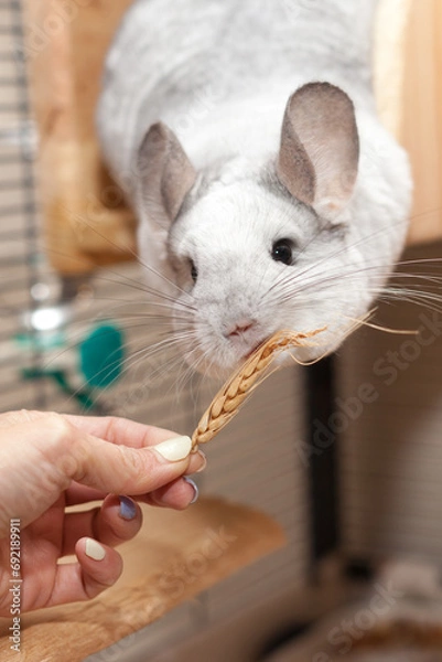 Obraz Cute Chinchilla