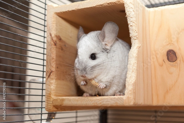 Fototapeta Cute Chinchilla