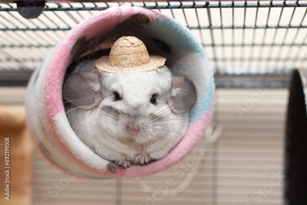Obraz Cute Chinchilla
