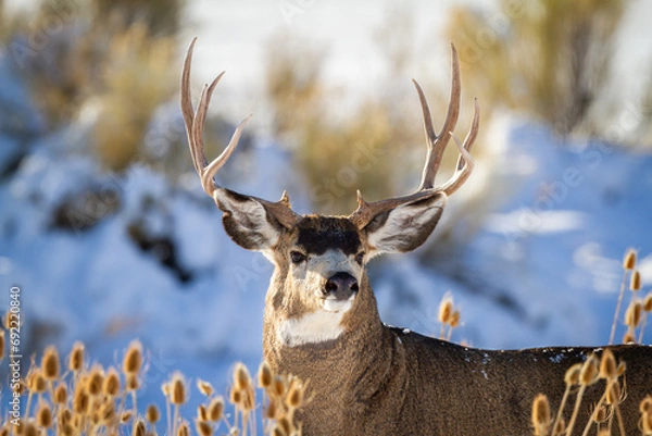 Fototapeta alert mule deer buck in the snow