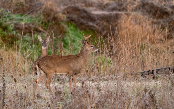Fototapeta A young deer during observation.