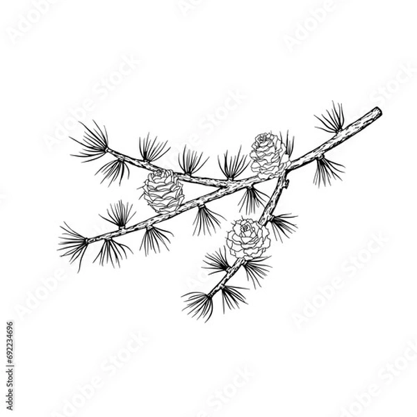 Obraz Spruce branch with cones. Pine, fir, cedar wood. Coniferous tree. Outline drawing. Hand drawn vector illustration. Design element. For coloring, cards, printing, packaging, invitations, business cards