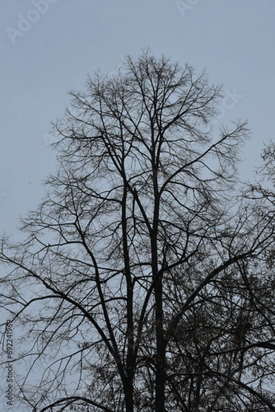 Obraz Grafika galęzi drzew zima 