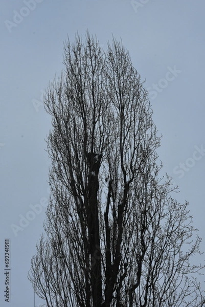 Obraz grafika drzew zimą 