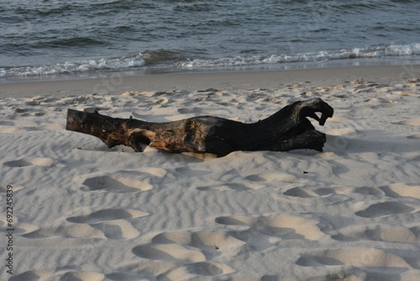 Obraz Pień drzewa wyrzucony przez morze przypominający jaszczura
