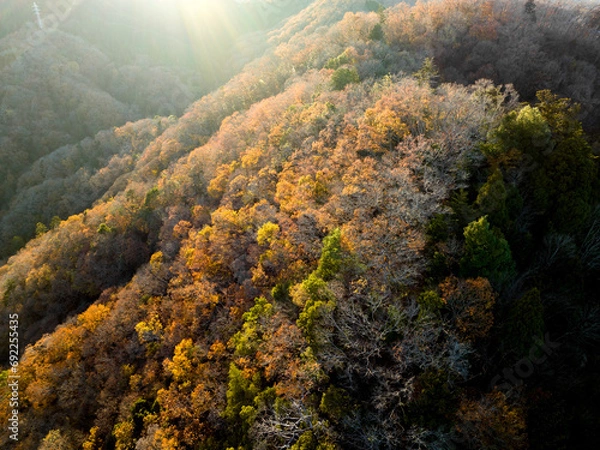 Fototapeta 夕日に照らされた紅葉した山々　空撮