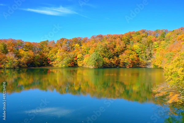 Obraz 白神山地の麓にある十二湖の紅葉　王池　青森県