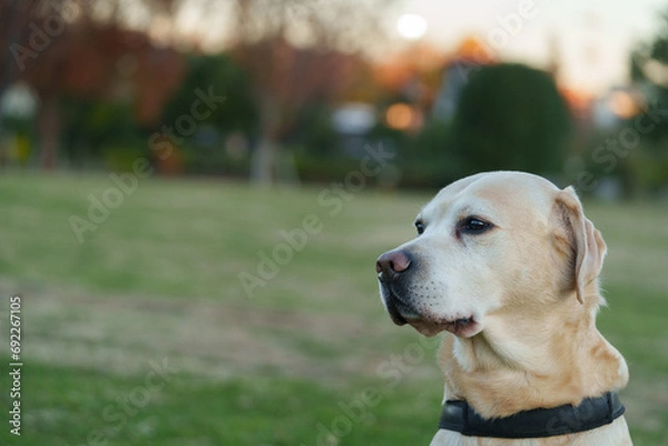 Fototapeta ラブラドールレトリバー labrador 大型犬