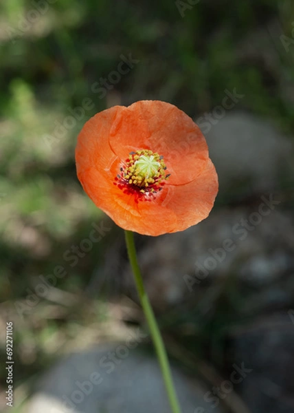 Obraz ナガミヒナゲシ