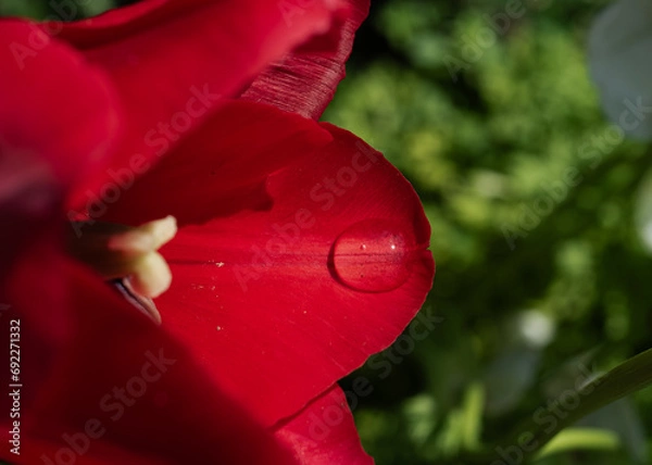 Obraz チューリップ