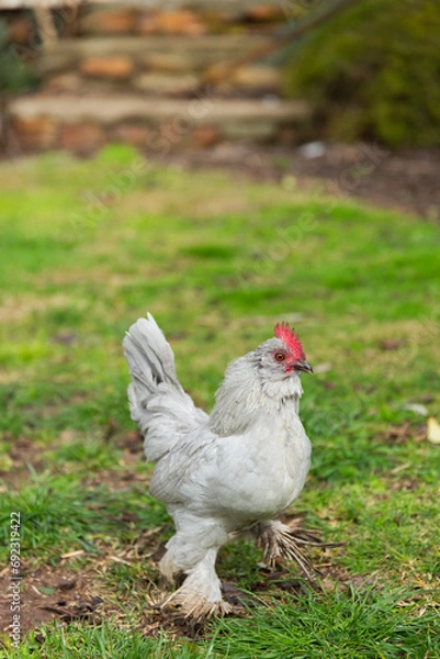 Obraz range chickens