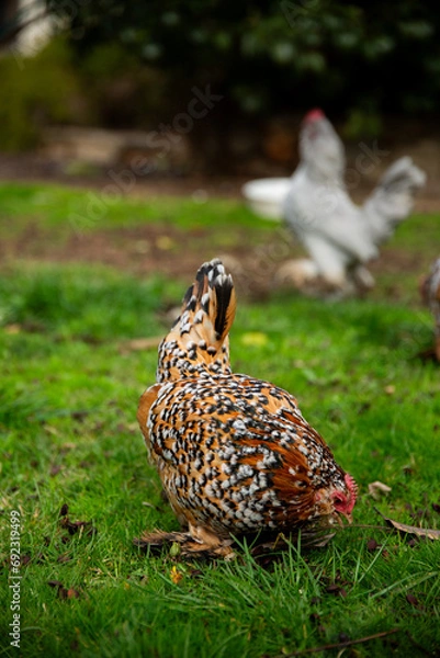 Obraz hen in the grass