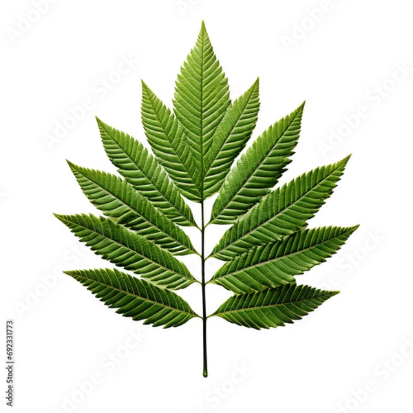Fototapeta Green fern leaf on a transparent background
