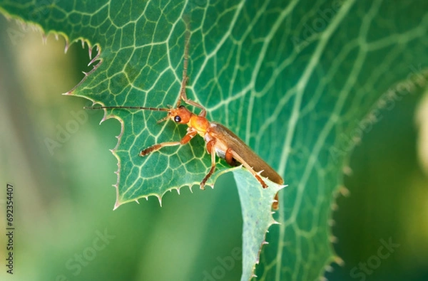 Fototapeta Roter Fliegenkäfer (Cantharis rufa) auf einem grünen Blatt mit hellen Blattadern - Baden-Württemberg, Deutschland