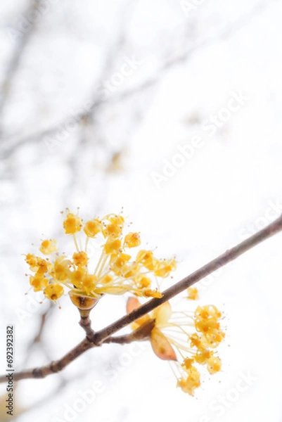 Obraz サンシュユ