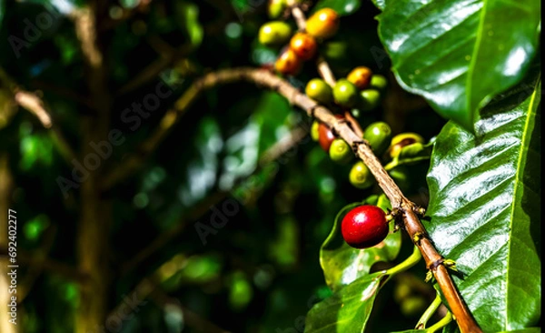 Fototapeta Red and green coffee cherries on a branch in coffee plantation 