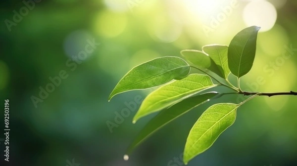 Obraz Eco-Friendly Elegance: Green Leaf Close-Up on Sunlit Blurred Greenery
