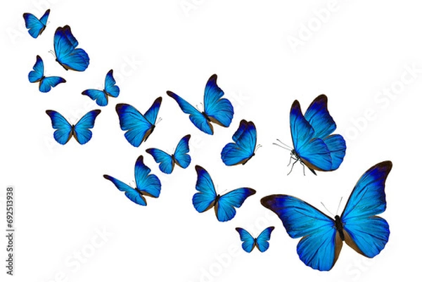 Fototapeta Blue butterfly on a white background
