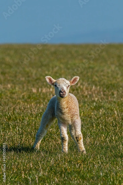 Obraz Lamb on the South Downs