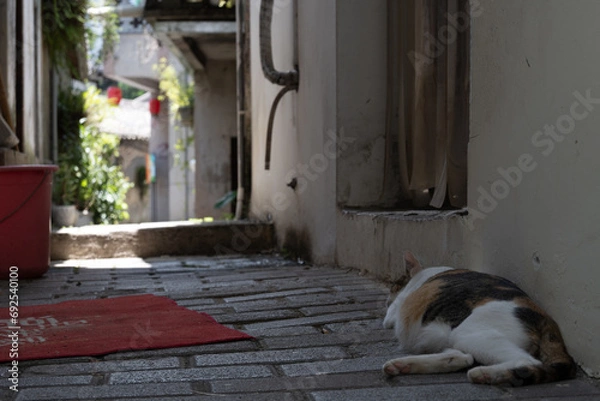 Obraz 中国観光地の涼む猫