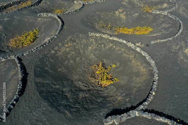 Fototapeta Aerial view of wine growing district of la geria. Tratitional culitvation of vines in a lava field near Timanfaya national park. Lanzarote, Spain, Europe