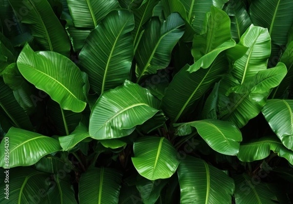 Fototapeta Banana leaves background on green color