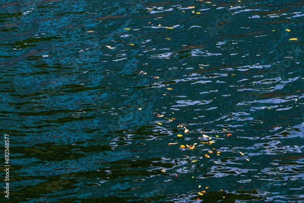 Fototapeta 落葉と水面の模様