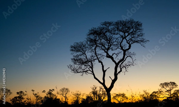 Fototapeta Ipe tree at sunset