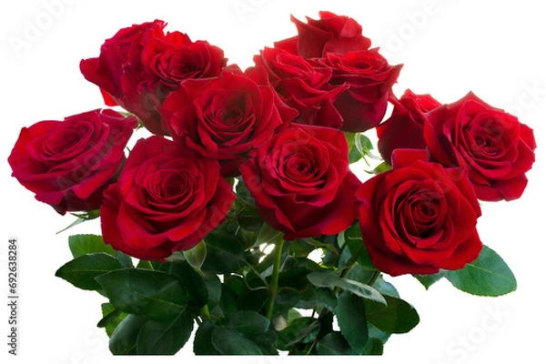 Obraz Bouquet of red roses isolated on white background