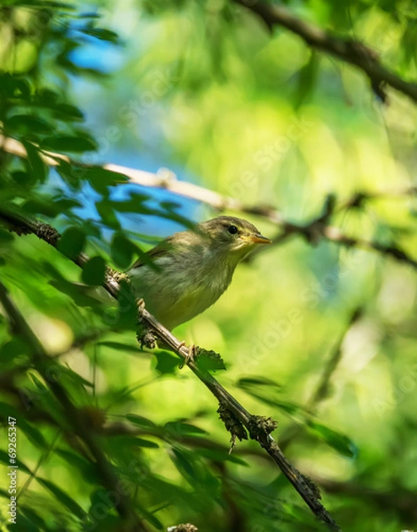 Obraz warbler bird on a tree
