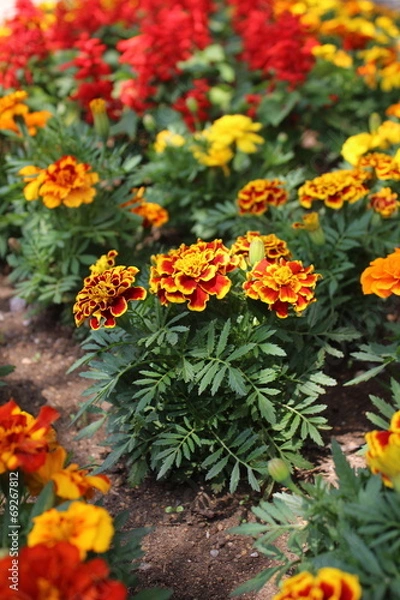 Fototapeta マリーゴールド