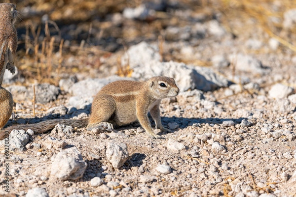 Obraz Alert Ground Squirrel