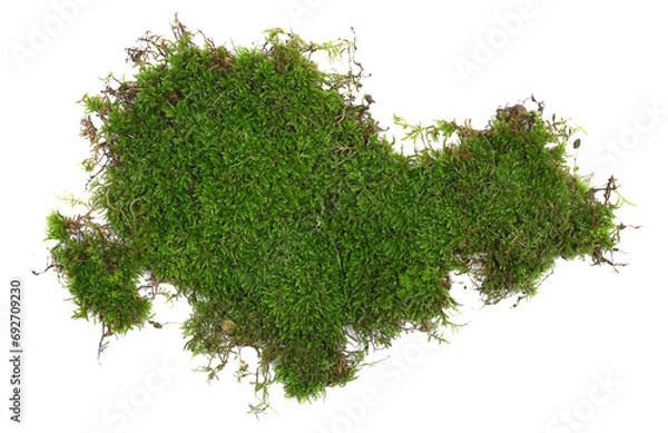 Fototapeta Green moss isolated on white background and texture
