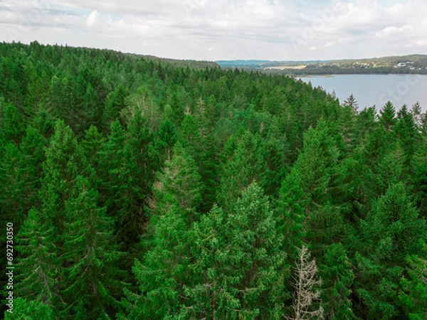 Obraz Forest from above