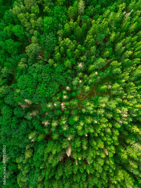 Obraz Forest from above