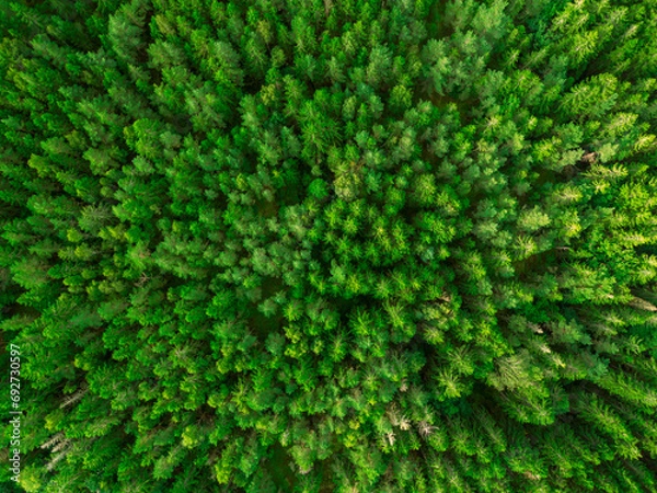 Obraz Forest from above