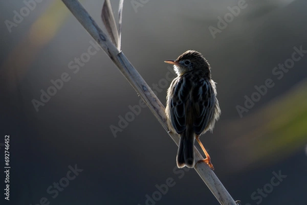 Fototapeta Zitting Cisticola perching on Bulrush