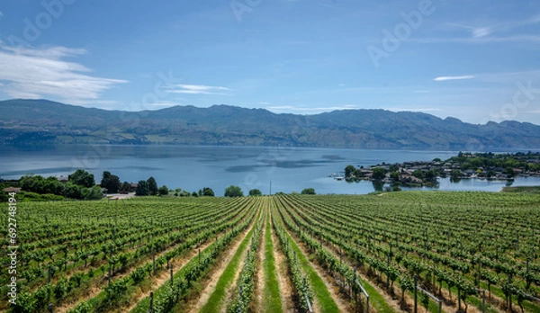 Fototapeta Rows of Vinetrees near Kelowna, Canada overlooking Lake Okanagan