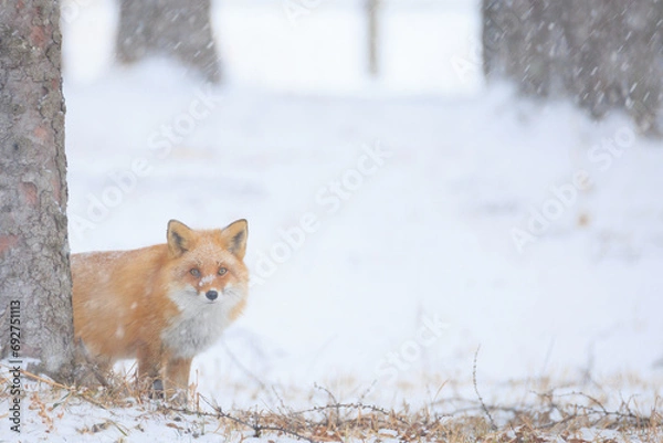 Obraz キタキツネ