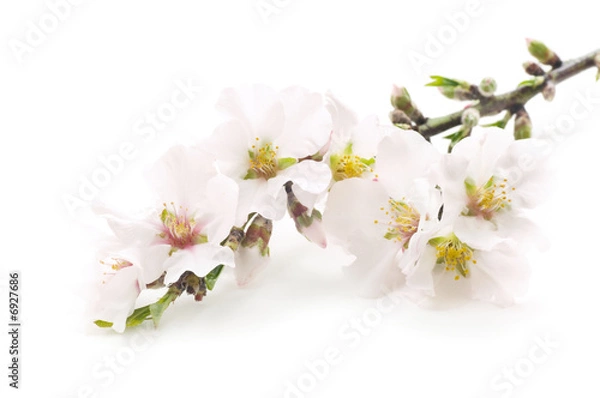 Obraz Almond flowers