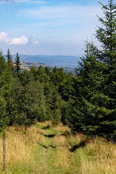 Fototapeta Barely visible road between the trees, on the background of the mountain. Coniferous forest